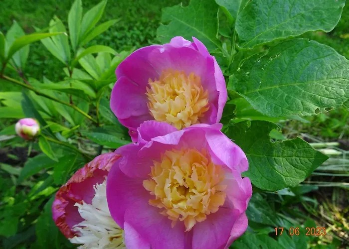 Holiday home La Pardigone